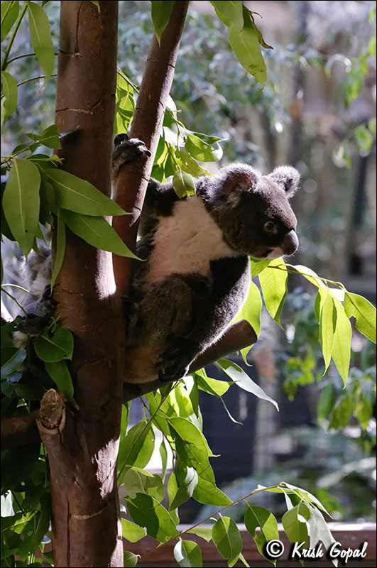 AUS_2922