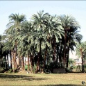 139-3981_Luxor.jpg