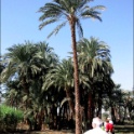 139-3982_Luxor.jpg