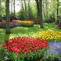 Keukenhof