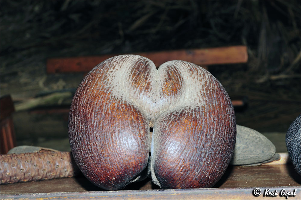 Praslin-2017-03-04-006