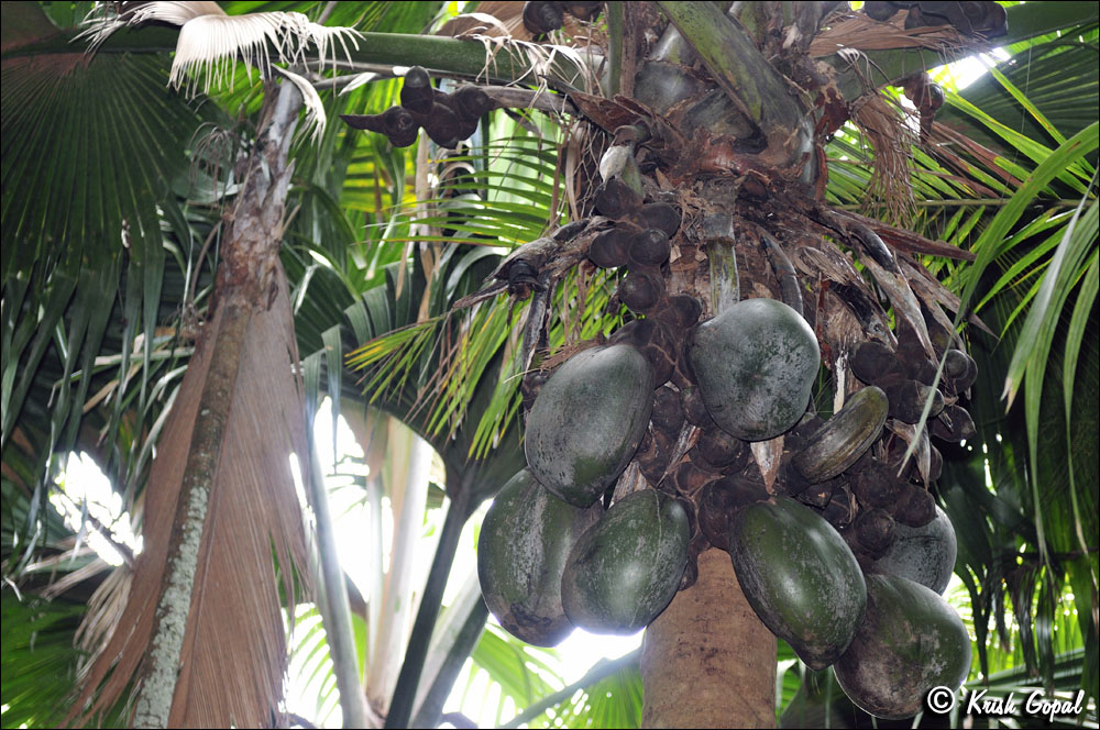 Praslin-2017-03-04-013