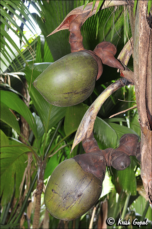 Praslin-2017-03-04-017