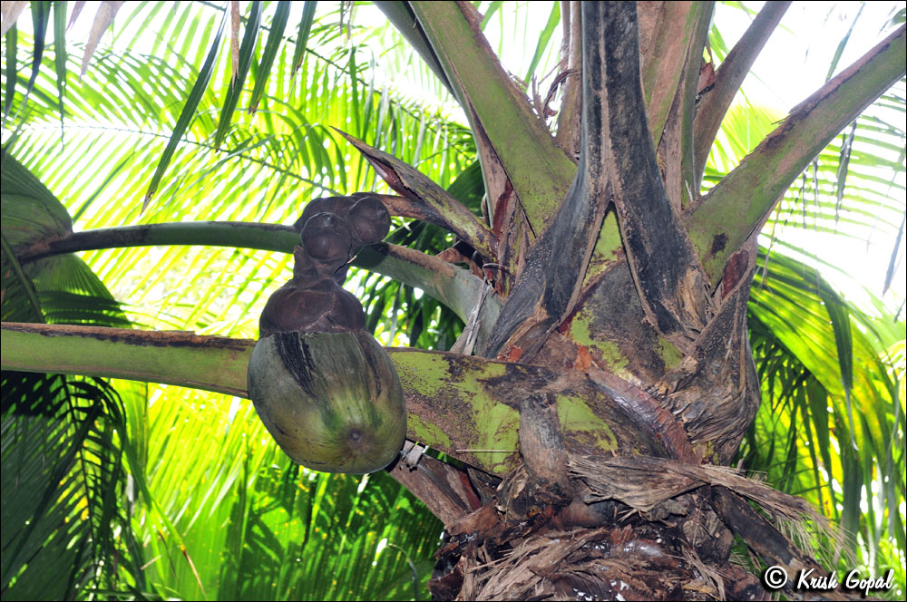 Praslin-2017-03-04-018