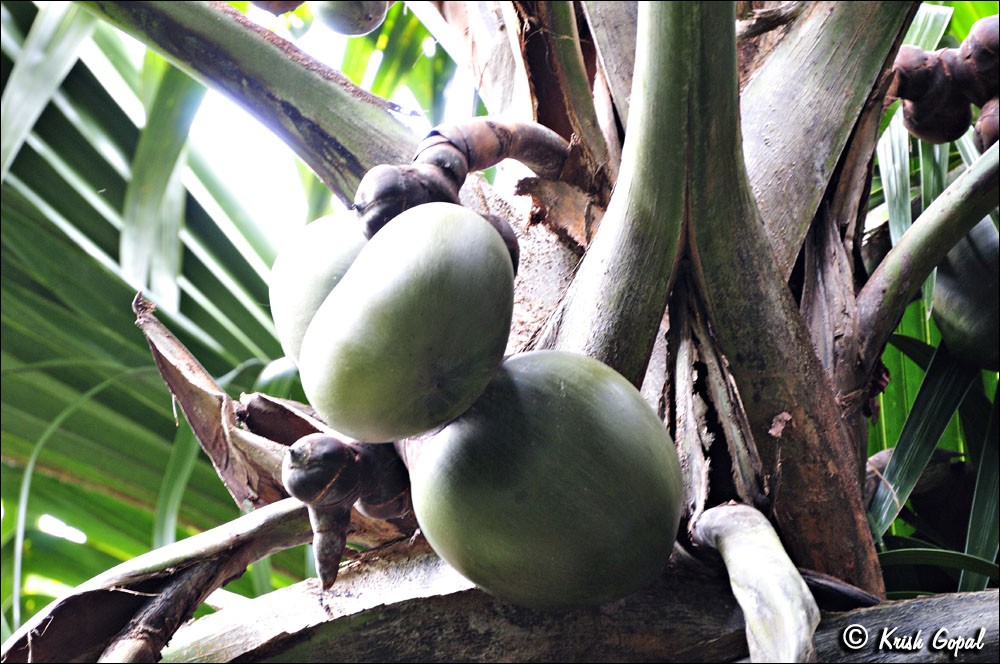 Praslin-2017-03-04-031