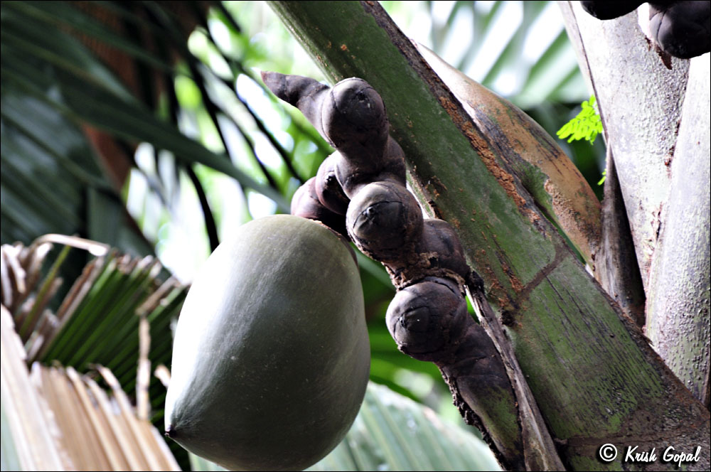 Praslin-2017-03-04-032