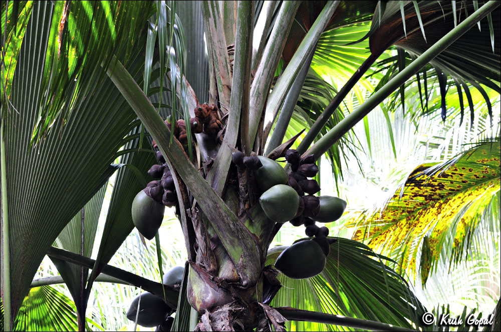 Praslin-2017-03-04-038