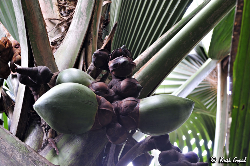 Praslin-2017-03-04-042