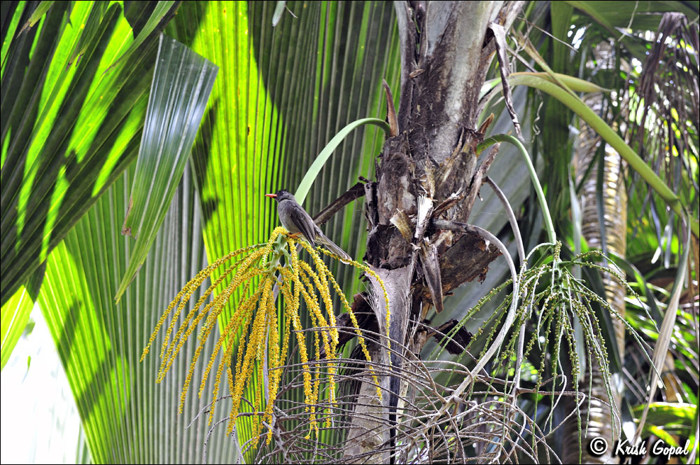 Praslin-2017-03-04-100