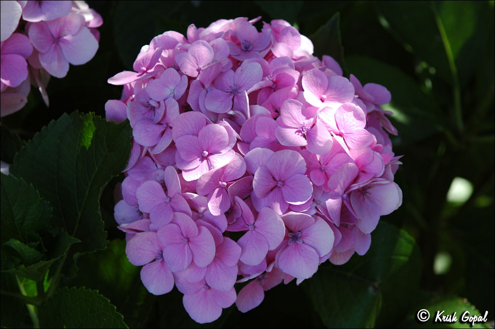 DSC_2695